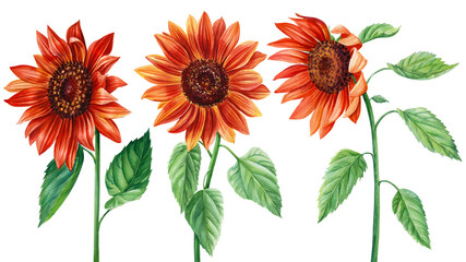 Sunflowers, set of red flowers on an isolated white background, watercolor botanical illustration, elements for design