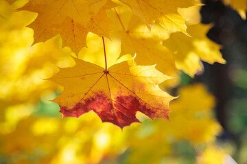Maple yellow leaves in the autumn park. The season is autumn.