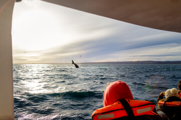 Tourist observes from a boat a southern right whale sticking its tail to the surface in Valdez...