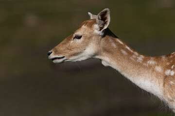 The European fallow deer or common fallow deer (Dama dama)
