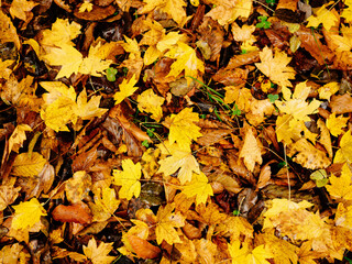 Naklejka na ściany i meble yellow leaves on the ground autumn forest close-up nature