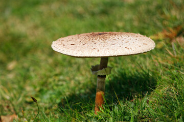 Coulemelle champignon