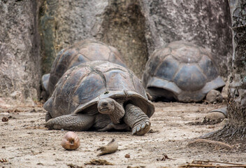 Gigantic Turtles in Seychelles, Rare Endemic Species, Giant Turtle, Aldabra Island, Population,Gigantic Turtles in Seychelles, Rare Endemic Species, Giant Turtle, Aldabra Island, Population, in Water