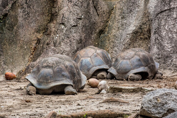 Gigantic Turtles in Seychelles, Rare Endemic Species, Giant Turtle, Aldabra Island, Population,Gigantic Turtles in Seychelles, Rare Endemic Species, Giant Turtle, Aldabra Island, Population, in Water