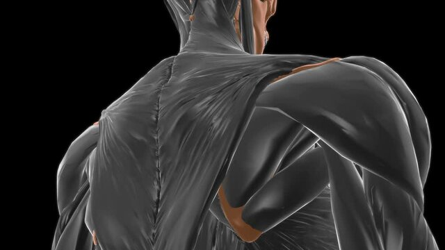subclavius Muscle Anatomy For Medical Concept 3D