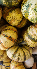 Pumpkins and Gourds at the Fall Farmers Market