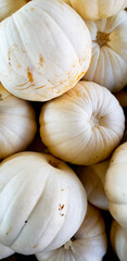 Pumpkins and Gourds at the Fall Farmers Market