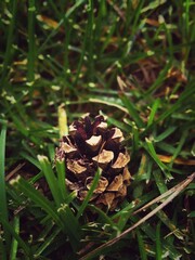 close up of a pine cone