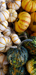 Pumpkins and Gourds at the Fall Farmers Market