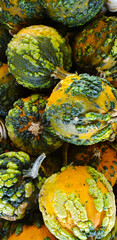 Pumpkins and Gourds at the Fall Farmers Market