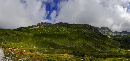 cows standing on a green meadow from a green mountain with dense clouds panorama