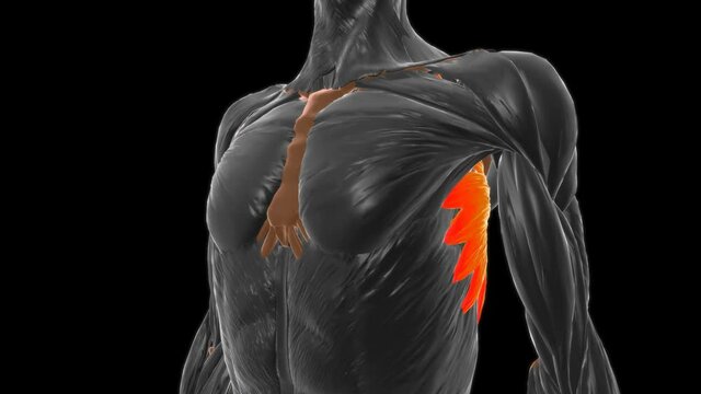 Serratus anterior Muscle Anatomy For Medical Concept 3D