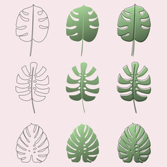 Set of leaves, monstera outlines. Vector illustration.