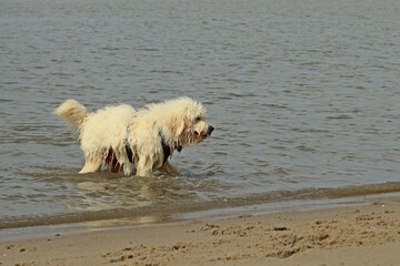 Goldendoodle badet in der Nordsee