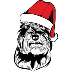 Miniature schnauzer Dog in Santa Hat for Christmas