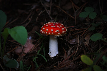 Fly agaric in the forest