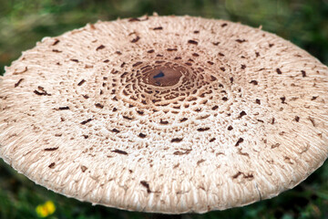 Coulemelle champignon