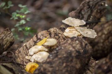 Oyster mushrooms close-up in the forest, autumn harvest, the concept of vegetables and raw food. Tropical mushrooms.