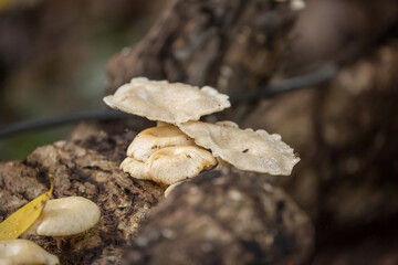 Oyster mushrooms close-up in the forest, autumn harvest, the concept of vegetables and raw food. Tropical mushrooms.