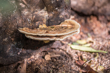 Oyster mushrooms close-up in the forest, autumn harvest, the concept of vegetables and raw food. Tropical mushrooms.