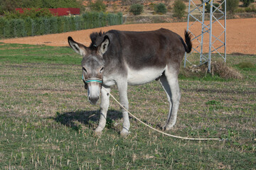 Burro atado