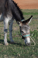 Burro comiendo