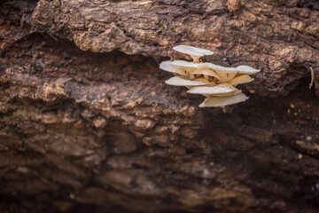 Oyster mushrooms close-up in the forest, autumn harvest, the concept of vegetables and raw food. Tropical mushrooms.