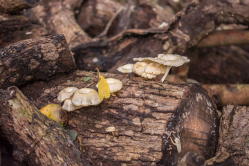 Oyster mushrooms close-up in the forest, autumn harvest, the concept of vegetables and raw food. Tropical mushrooms.