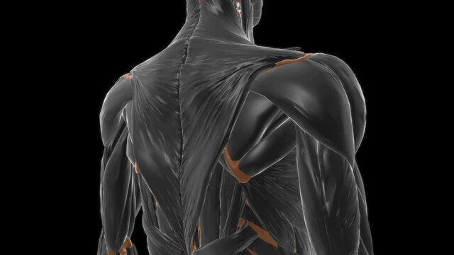 Pectoralis minor Muscle Anatomy For Medical Concept 3D