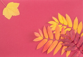 Bright autumn leaves on red background 