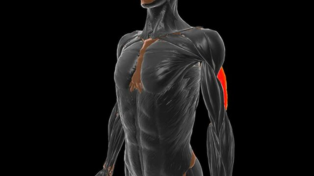 Lateral head triceps brachii Muscle Anatomy For Medical Concept 3D