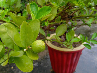 Lemon fruit growing in garden, nature photography, organic farming, pear on tree, plant in a pot