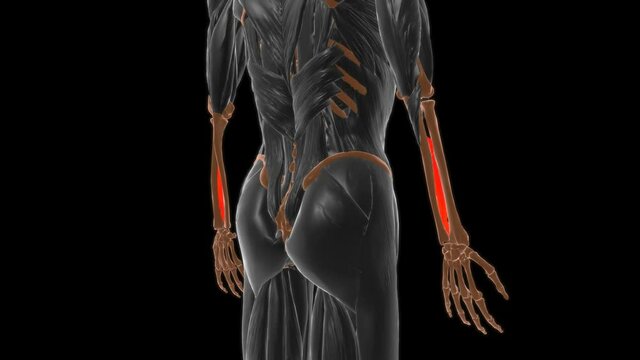 Interosseous membrane forearm Muscle Anatomy For Medical Concept 3D
