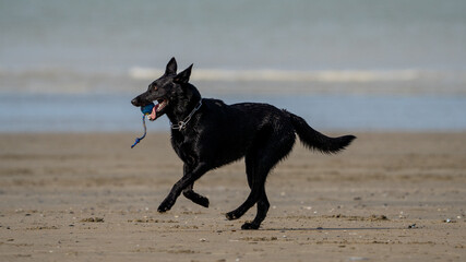 black dog (Belgian Shepherd - mechelaar) running on the beach and playing on a sunny day - playtime on the beach