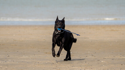 black dog (Belgian Shepherd - mechelaar) running on the beach and playing on a sunny day - playtime...
