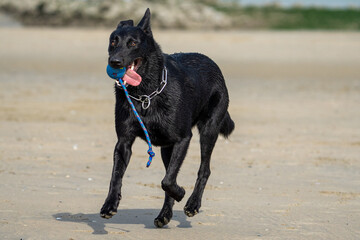black dog (Belgian Shepherd - mechelaar) running on the beach and playing on a sunny day - playtime on the beach