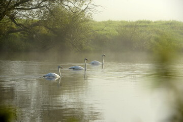 4 Schwäne im Morgennebel im Fluß