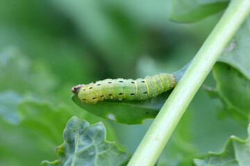 caterpillar of the family Noctuidae (owlet moths, ermyworm) on winter oilseed rape leaf. It is a dangerous pest.