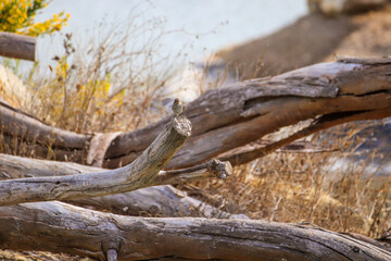 Obraz premium Spotted flycatcher in a branch