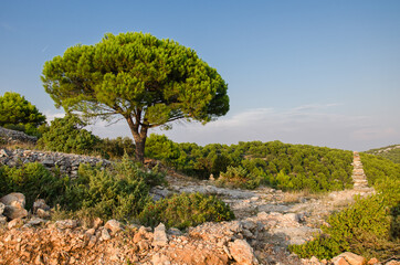Pinie an der Mittelmeerküste in Kroatien