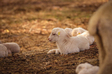 Obraz premium Baby sheep in a field