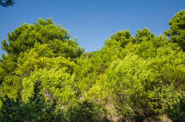 Fototapeta premium Küstenvegetation