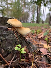False inedible mushrooms honey agarics in the forest on a green background.