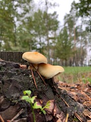 False inedible mushrooms honey agarics in the forest on a green background.