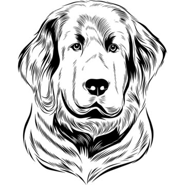 recommend clip art: Newfoundland Dog