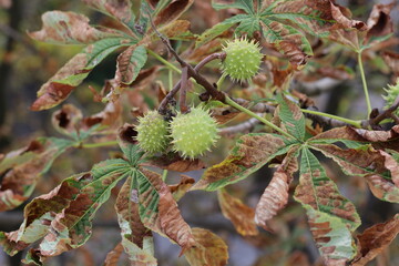 Branch with several ripe chestnuts