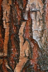 The bark of an old tree with a reddish hue