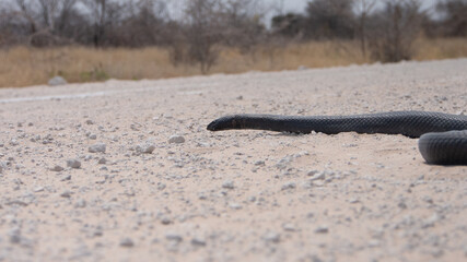 A dead black mamba - Dendroaspis polylepis -  on a white sandy road. The snake has no visible injuries and still looks alive.  The snake has large diamond shaped scales.