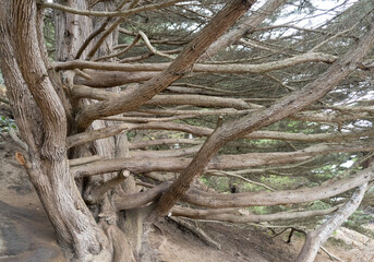 Lands End County Park in San Francisco California, west coast, foggy summer morning, beautiful costal views. 