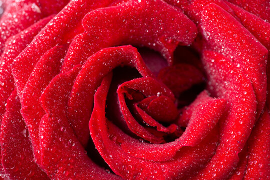 Close-up shot of red rose in drops of water. Fresh photo of beautiful flower in bloom
